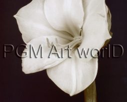 Kunstdruk Prades Fabregat - Bora Bora Flower II 50x70cm