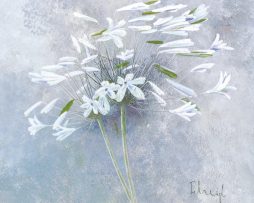 Kunstdruk Franz Heigl - Enchanted I 60x60cm