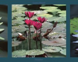 Kunstdruk Laurent Pinsard - Nenuphars 95x33cm