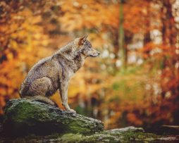 Schilderij - Wolf in het bos, 2 maten, Premium print