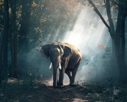 Schilderij - Olifant in bos, 2 maten, Premium print