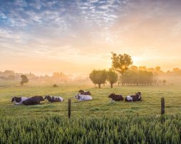 Schilderij - Koeien bij zonsopgang, 2 maten, Premium print