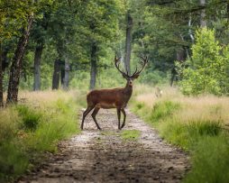 Schilderij - Hert in bos, Groen, 2 maten, Premium print