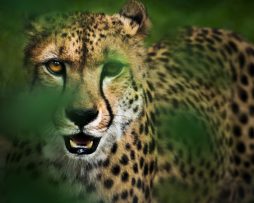 Schilderij - Cheeta in hoog gras , Groen/Geel, 2 maten, Premium print