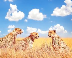 Schilderij - Jachtluipaard in Afrika , Blauw wit oranje , 3 maten , Wanddecoratie