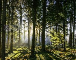 Schilderij - Panorama bos, groen/zwart, 2 maten , print op canvas, premium print