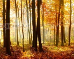Schilderij - Bos in de herfst, Multikleur , 2 maten , print op canvas, premium print