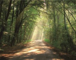 Foto Glas Art - Weg in het bos, 120x80cm, groen, prachtig voor in woon en slaapkamer, inclusief ophang materiaal