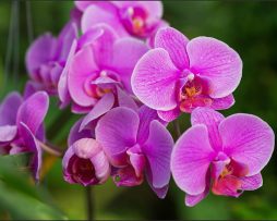 Fotobehang - Roze Orchidee Bloesems, in 11 maten te koop, premium print, incl behanglijm