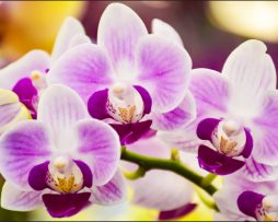 Fotobehang - Prachtige Orchidee, Rust in je huiskamer, te koop in 11 maten, incl behanglijm