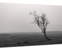 Schilderij - Eenzame Boom in zwart/wit, Premium Print, Wanddecoratie