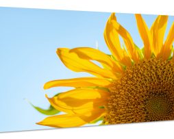Schilderij - Zonnebloem in Close up, Geel, blauw, premium print, wanddecoratie