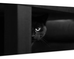 Schilderij - Geheimzinnige Kat, zwart/wit, Wanddecoratie, Premium Print