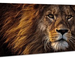 Schilderij - Leeuw in Close-up, wanddecoratie, Premium Print