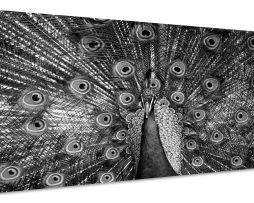 Schilderij - Trotse Pauw in zwart/wit, Premium Print, Wanddecoratie