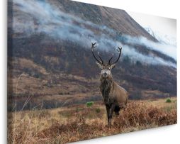 Schilderij - Hert in de Bergen, premium Print