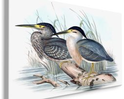 Schilderij - 2 Vogels in het water, Print op Canvas, Premium Print