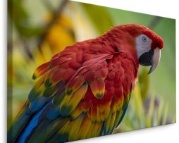 Schilderij - Kleurrijke Ara in de Natuur, Premium Print