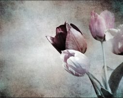 Fotobehang - Vintage Tulpen, prachtig aan de wand, te koop in 11 maten, incl behanglijm 400 x 280 cmcm