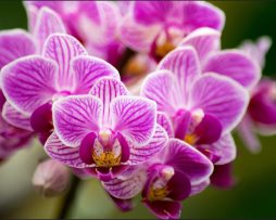 Fotobehang - Prachtig boeketje Orchideeën, in 11 maten, Premium Print, Incl Behanglijm 405 x 270 cmcm
