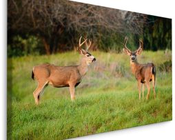 Schilderij - Twee Herten in het Veld, Premium Print