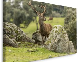 Schilderij - Hert tussen de Rotsen, Premium Print, 5 maten