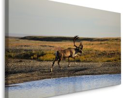 Schilderij - Hert bij het Water, Premium Print, 5 maten