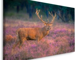 Schilderij - Hert op de Heide, Premium Print, 5 maten