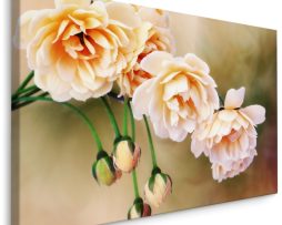 Schilderij - Bloeiende Rozen en knoppen, Roze, Premium Print