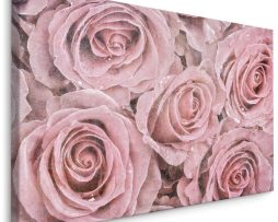Schilderij - Roze Rozen, Vintage afbeelding, Premium Print op Canvas