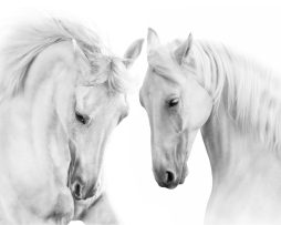 Fotobehang - Twee Schimmels, Paarden, zwart/wit, premium print, inclusief behanglijm