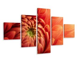 Schilderij - Oranje Chrysant, 5luik, premium print