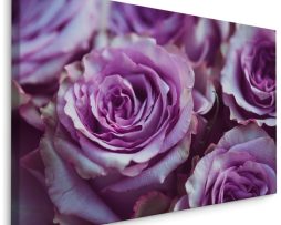 Schilderij - Paarse Rozen, Premium Print, 5 maten