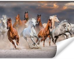 Fotobehang - Kudde galopperende paarden, 11 maten, premium print, inclusief behanglijm