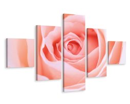 Schilderij - Pastelroze roos, 5luik, premium print