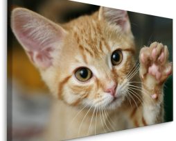 Schilderij - Schattige Zwaaiende Kitten, Premium print