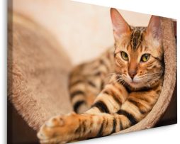 Schilderij - Bengaalse Kat, Premium Print, 5 maten
