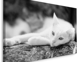 Schilderij - Rustende Witte Kat, Premium Kwaliteit, Zwart/wit