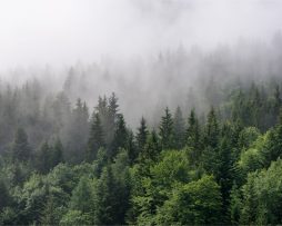 Fotobehang - Bomen in de mist, Bos, groen/grijs, Vinyl behang, 11 maten, Premium Print, inclusief behanglijm, eenvoudig aan te brengen 368 x 280 cmcm