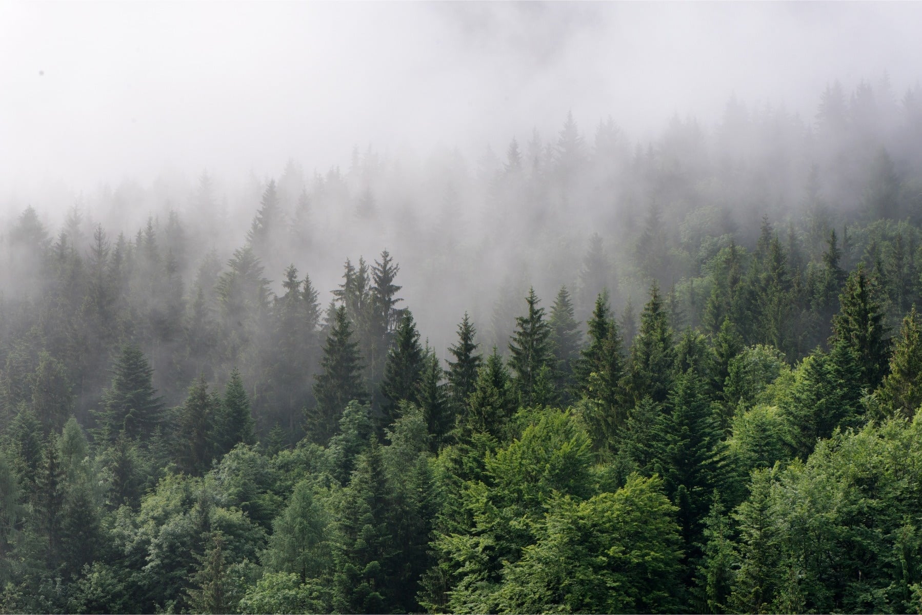 Fotobehang - Bomen in de mist, Bos, groen/grijs, Vinyl behang, 11 maten, Premium Print, inclusief behanglijm, eenvoudig aan te brengen 368 x 280 cmcm