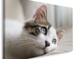 Schilderij - Dromerige Kitten, Premium Print, 5 maten