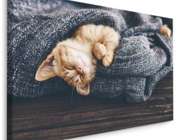 Schilderij - Kitten in diepe Slaap, Premium Print, 5 maten