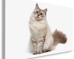 Schilderij - Neva Masquerade kat, Premium Print, 5 maten