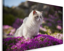 Schilderij - Ragdoll Kat tussen de Bloemen, Premium print