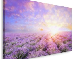 Schilderij - Lavendel tot aan de Horizon, paars, Premium Print