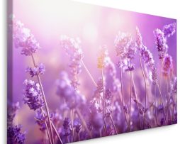 Schilderij - Lavendel in de Zon, Paars, Premium Print