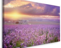 Schilderij - Prachtig veld met Lavendel, Paars, Premium Print
