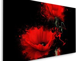 Schilderij - Rode klaprozen, zwarte achtergrond, premium print
