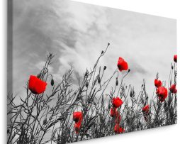 Schilderij - Rode klaprozen, zwart-wit veld, premium print
