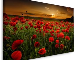 Schilderij - Rode klaprozen bij zonsondergang, premium print